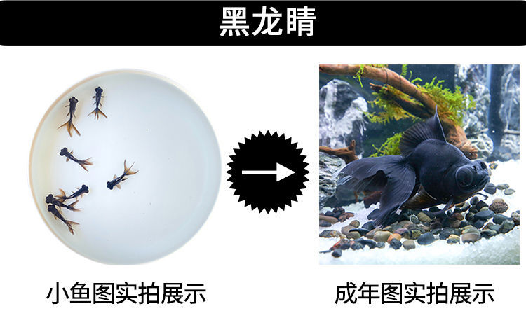 冷水觀賞魚獅子頭金魚活體好養(yǎng)耐活淡水大中小型魚苗寵物魚珍珠碟尾鎏金蘭壽金魚活體魚苗 其它水族用具設(shè)備 第111張