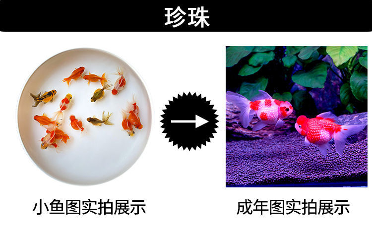 冷水觀賞魚獅子頭金魚活體好養(yǎng)耐活淡水大中小型魚苗寵物魚珍珠碟尾鎏金蘭壽金魚活體魚苗 其它水族用具設(shè)備 第112張