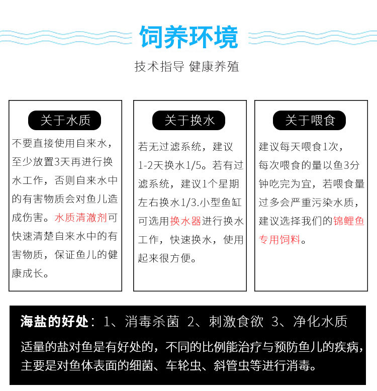 冷水觀賞魚獅子頭金魚活體好養(yǎng)耐活淡水大中小型魚苗寵物魚珍珠碟尾鎏金蘭壽金魚活體魚苗 其它水族用具設(shè)備 第125張