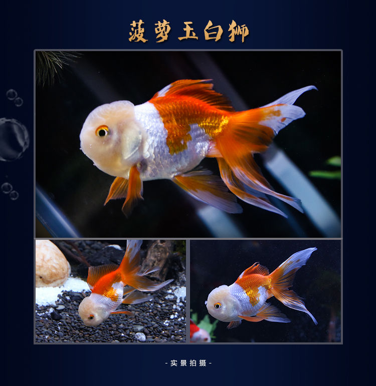 冷水觀賞魚獅子頭金魚活體好養(yǎng)耐活淡水大中小型魚苗寵物魚珍珠碟尾鎏金蘭壽金魚活體魚苗 其它水族用具設(shè)備 第120張