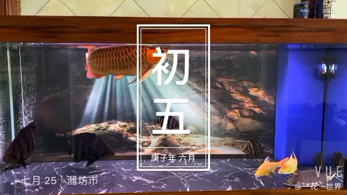 天熱不敢開燈 蝴蝶鯉魚苗 第1張