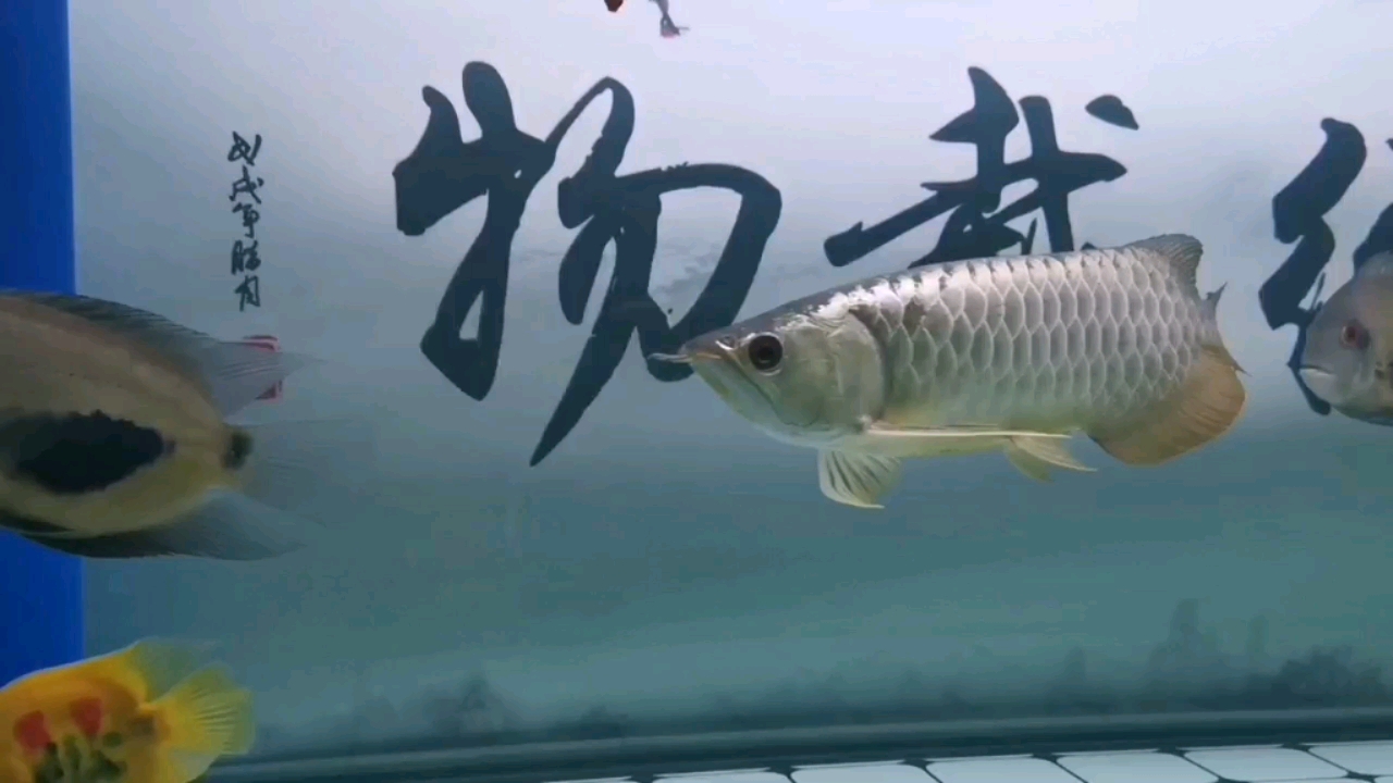 有專業(yè)龍魚玩家?guī)臀铱纯催@品相如何