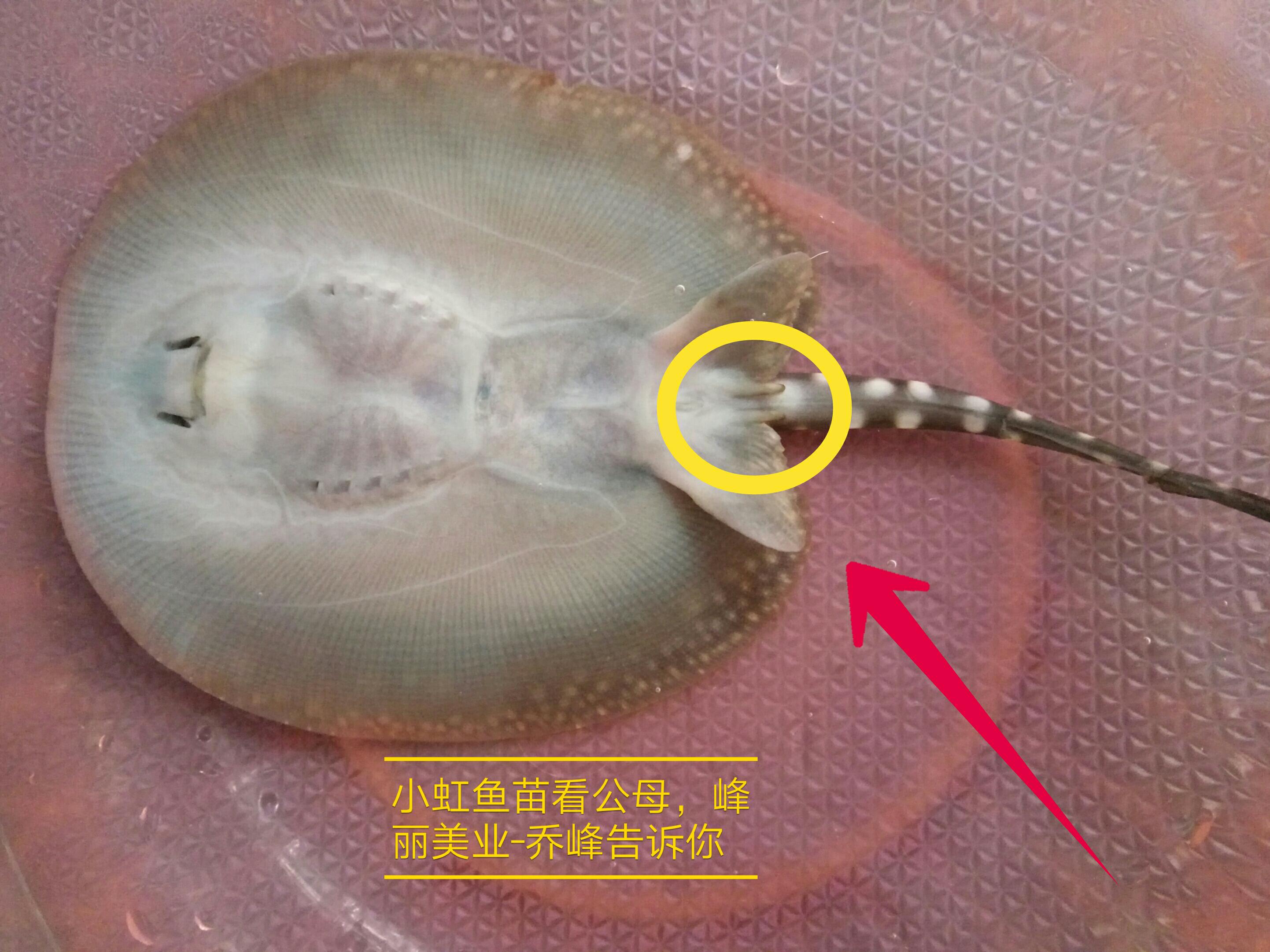 虹魚分公母看生殖器有就是公沒就是母