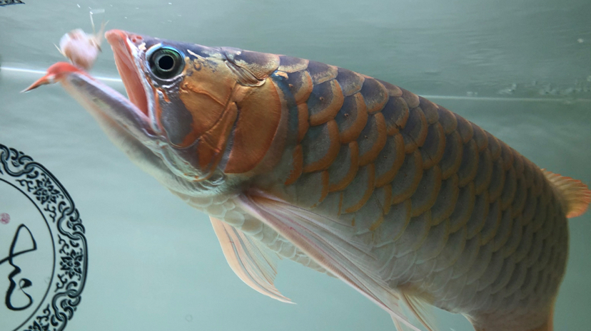 嗯就這樣 觀賞魚(yú) 第5張