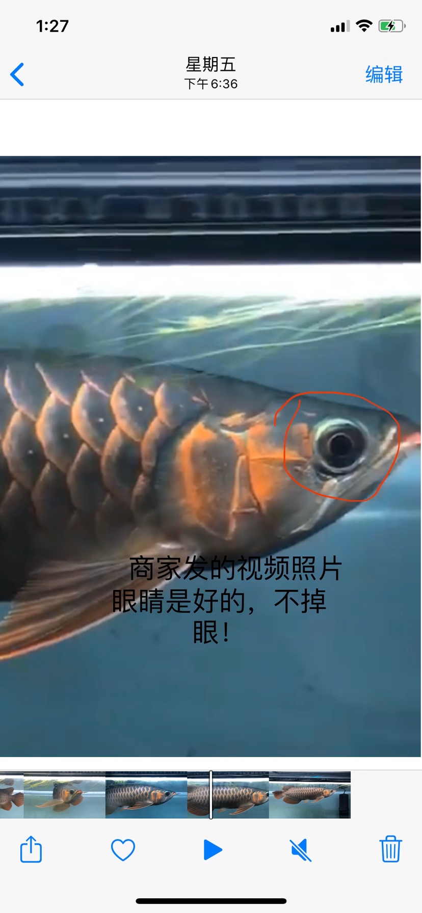 蒙吉我真的很了解 埃及神仙魚 第7張