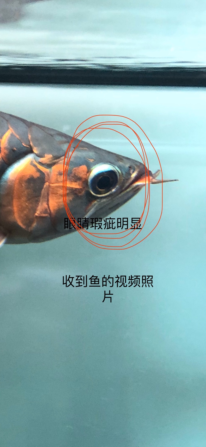 蒙吉我真的很了解 埃及神仙魚 第8張