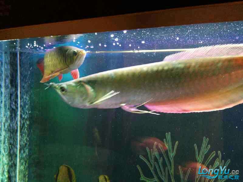 四海水族泰國貿(mào)易邀請你來拼魚?隨心 球鯊魚 第2張