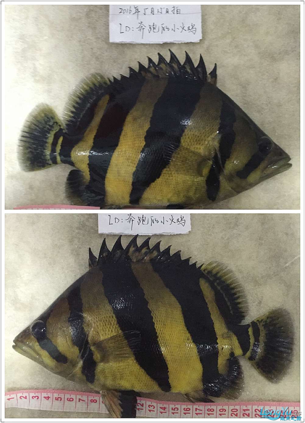 四海水族泰國(guó)貿(mào)易邀你來拼魚+泰愛你