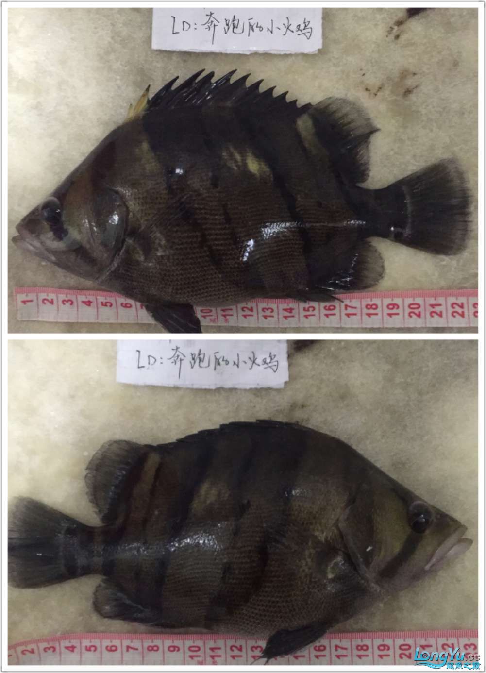 四海水族泰國貿(mào)易邀你來拼魚+泰愛你 除藻劑 第4張