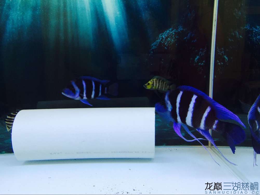 悠然居+薩伊盛宴 熱帶魚魚苗批發(fā) 第4張