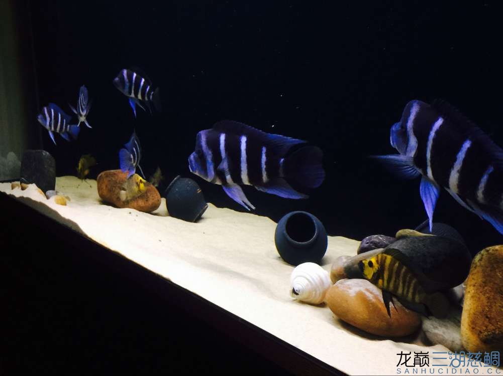 悠然居+薩伊盛宴 熱帶魚魚苗批發(fā) 第9張