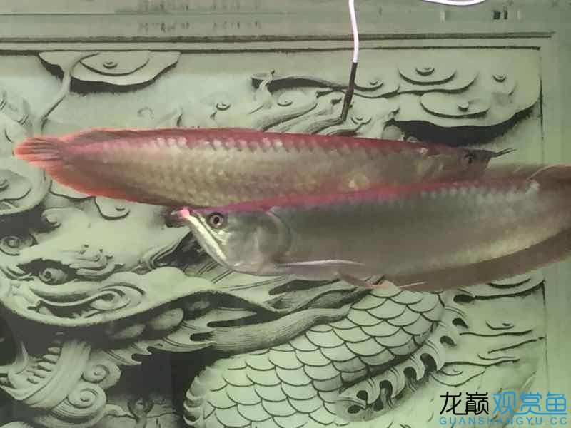 請(qǐng)大神看看我的魚(yú)怎么樣 大嘴鯨魚(yú) 第1張