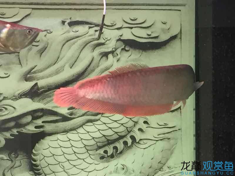 請(qǐng)大神看看我的魚(yú)怎么樣 大嘴鯨魚(yú) 第4張