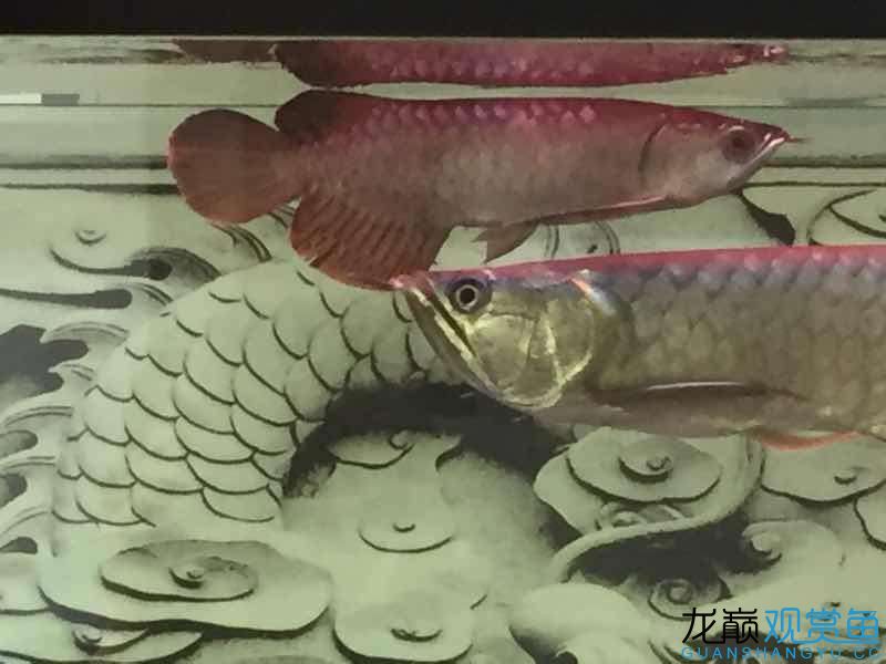 請(qǐng)大神看看我的魚(yú)怎么樣 大嘴鯨魚(yú) 第5張