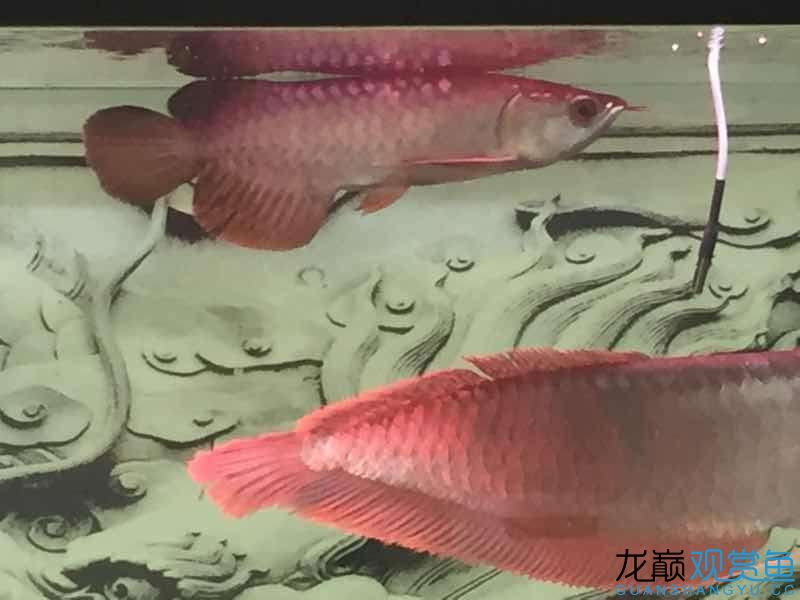 請(qǐng)大神看看我的魚(yú)怎么樣 大嘴鯨魚(yú) 第3張