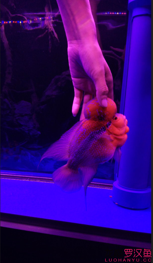 贏明峰水族菩提飼料毒毒毒羅