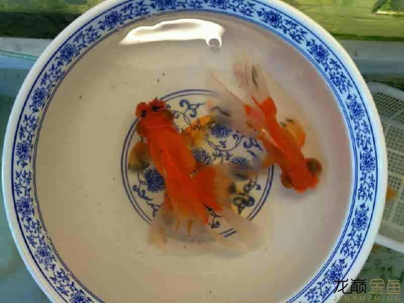 養(yǎng)魚——清水綠苔你懂的轉載