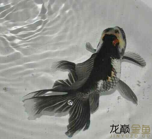 養(yǎng)魚——清水綠苔你懂的轉載