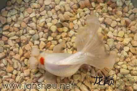 養(yǎng)魚——清水綠苔你懂的轉(zhuǎn)載 斑馬狗頭魚 第5張