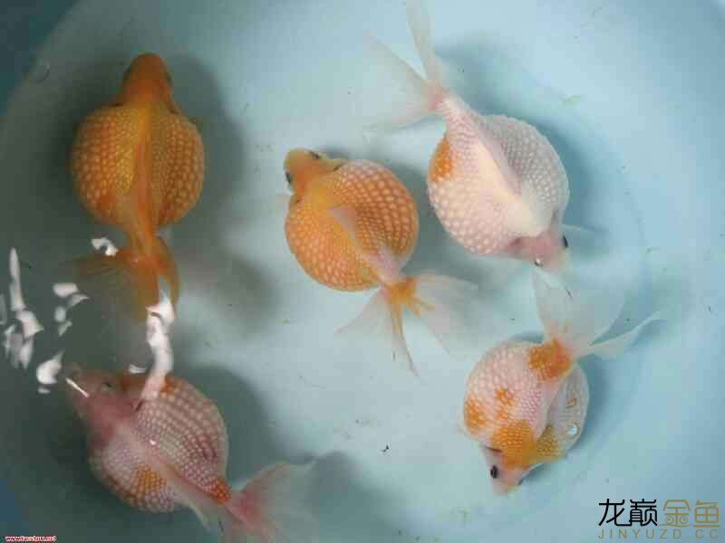 養(yǎng)魚——清水綠苔你懂的轉(zhuǎn)載 斑馬狗頭魚 第4張