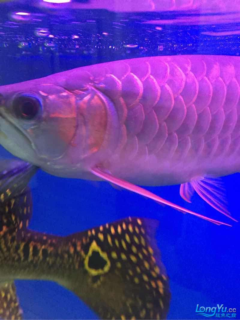 看看我滴龍 鴨嘴鯊魚(yú) 第5張