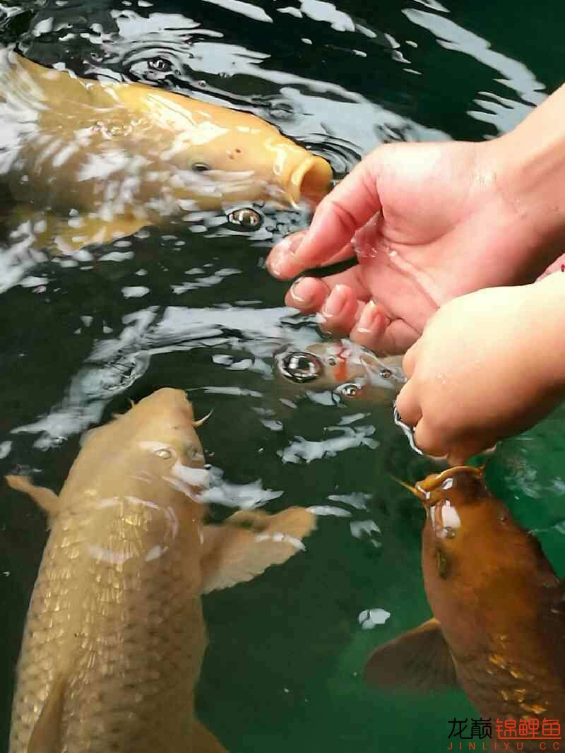 魚兒養(yǎng)熟了 祥龍赫舞紅龍魚 第5張