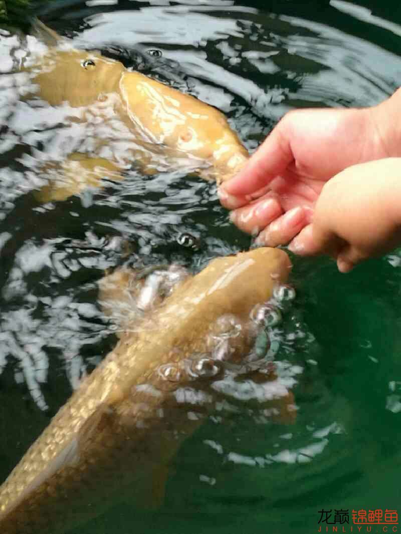 魚兒養(yǎng)熟了 祥龍赫舞紅龍魚 第4張