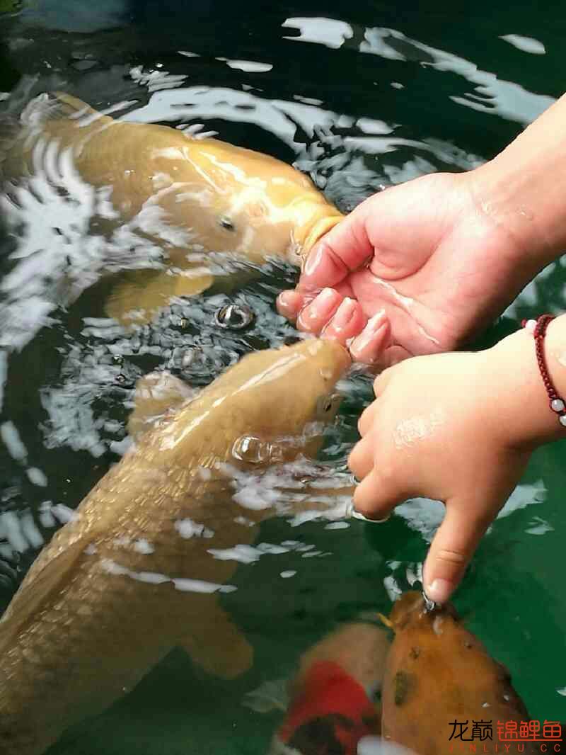 魚兒養(yǎng)熟了 祥龍赫舞紅龍魚 第7張