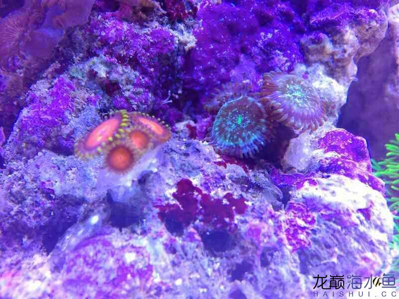 換缸一周了新水冷也明天到上幾張圖各位輕踩 球鯊魚(yú) 第9張