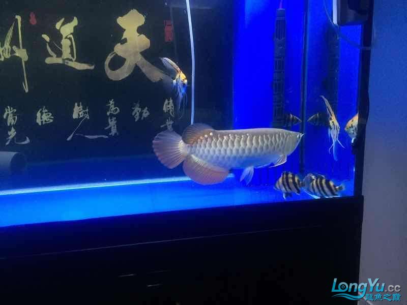 不管了不隔了這比例應(yīng)該安全吧 白子關(guān)刀魚 第3張