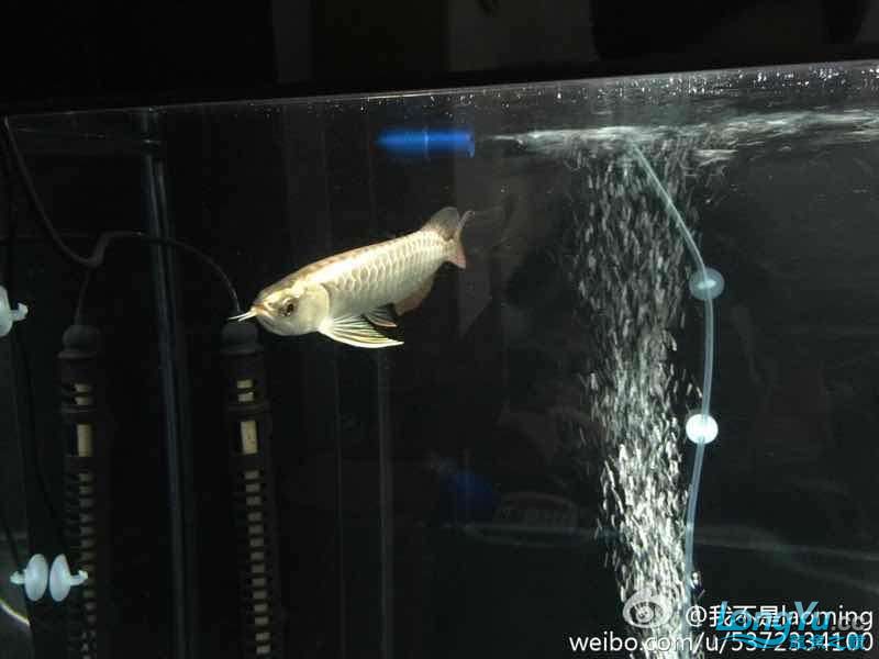 大家看看品質(zhì)如何 祥龍龍魚魚糧 第4張