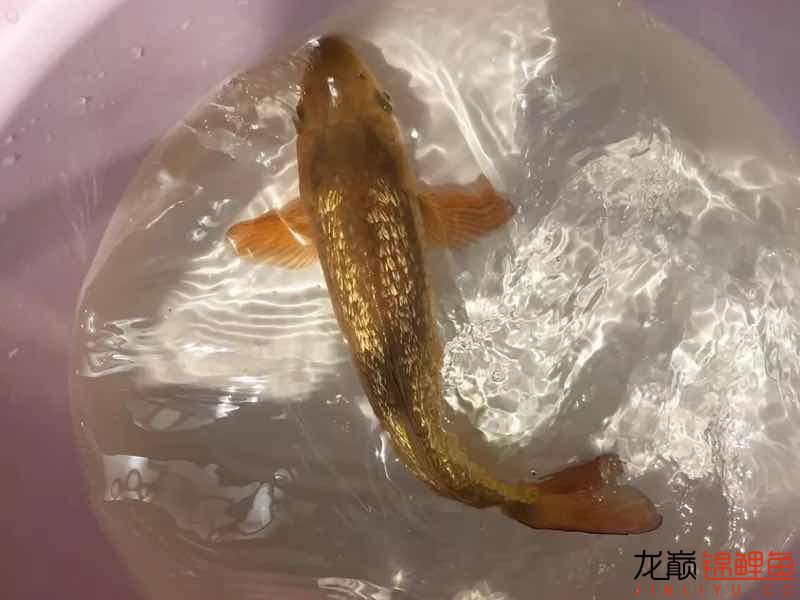 曬茶了 白化火箭魚 第1張