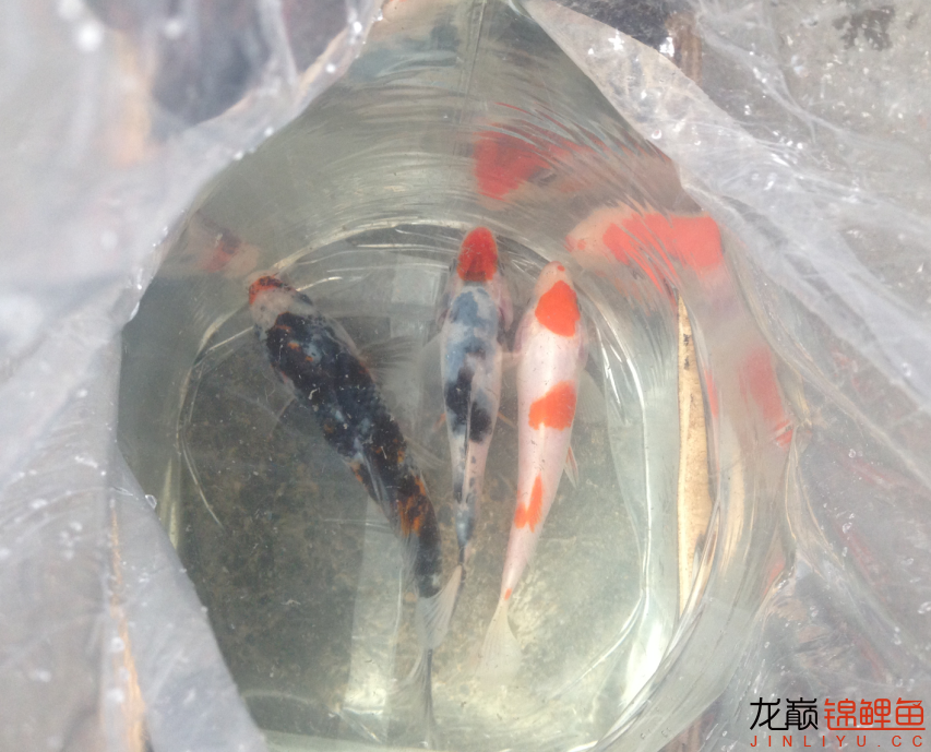 相約4周年剛剛淘了幾條小魚(yú)大家點(diǎn)評(píng)一下謝謝 元寶鳳凰魚(yú) 第2張