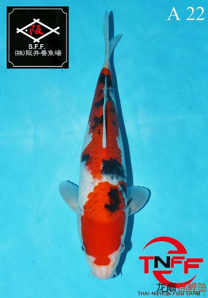 美魚繼續(xù)秀 廣州觀賞魚魚苗批發(fā)市場(chǎng) 第5張