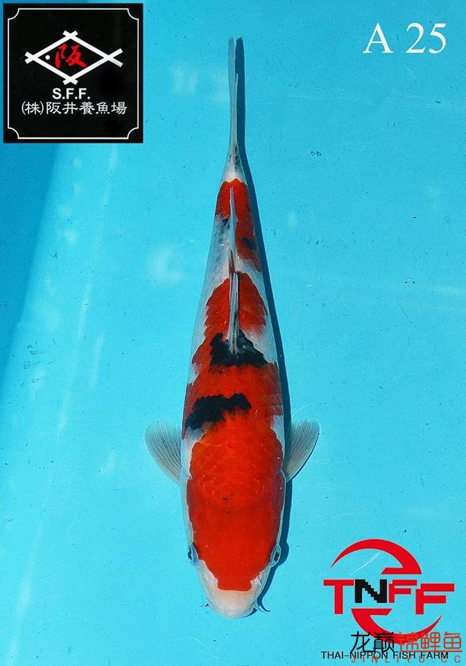 美魚繼續(xù)秀 廣州觀賞魚魚苗批發(fā)市場(chǎng) 第8張