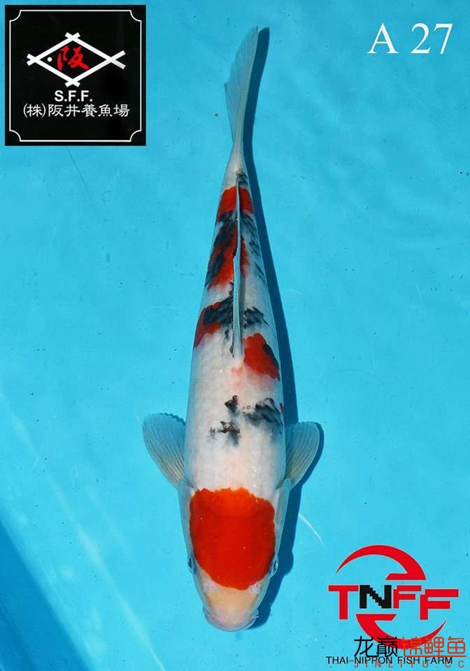 美魚繼續(xù)秀 廣州觀賞魚魚苗批發(fā)市場(chǎng) 第10張