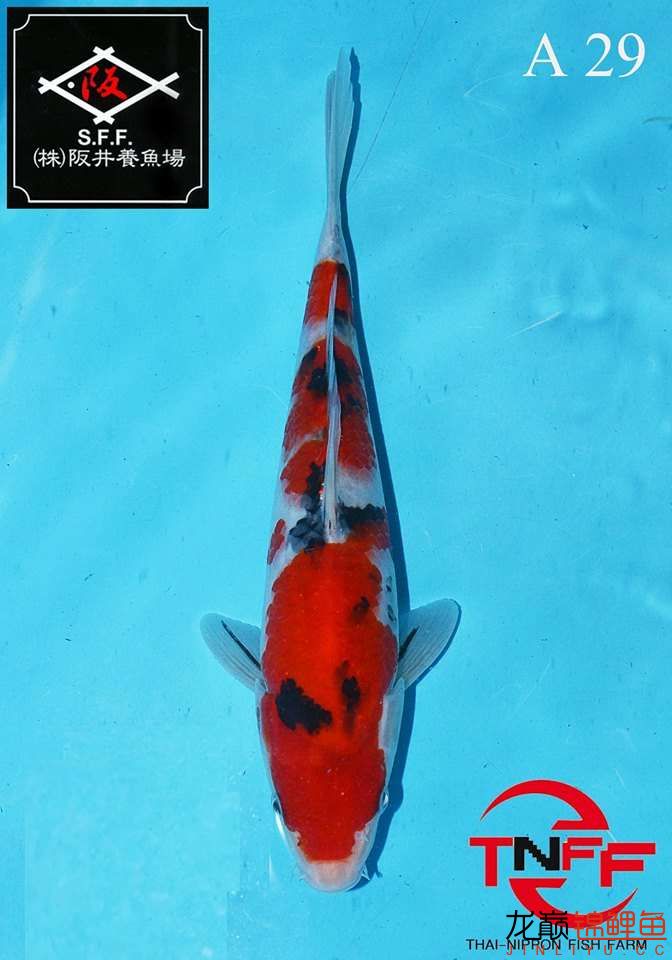 美魚繼續(xù)秀 廣州觀賞魚魚苗批發(fā)市場(chǎng) 第12張