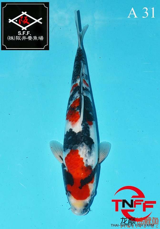 美魚繼續(xù)秀 廣州觀賞魚魚苗批發(fā)市場(chǎng) 第14張