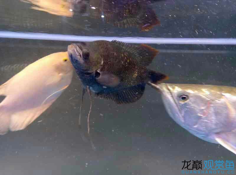 黑招財(cái)古代戰(zhàn)船單眼混濁 紅龍專(zhuān)用魚(yú)糧飼料 第2張