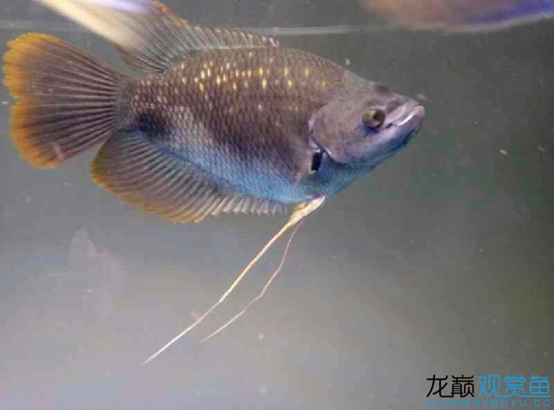 黑招財(cái)古代戰(zhàn)船單眼混濁 紅龍專(zhuān)用魚(yú)糧飼料 第1張