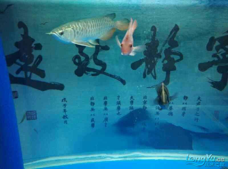 期待已久的空氣缸就快好了求鑒定 杰西卡恐龍魚 第1張