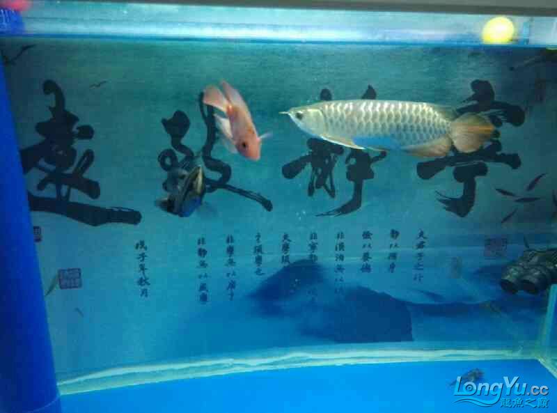 期待已久的空氣缸就快好了求鑒定 杰西卡恐龍魚 第3張