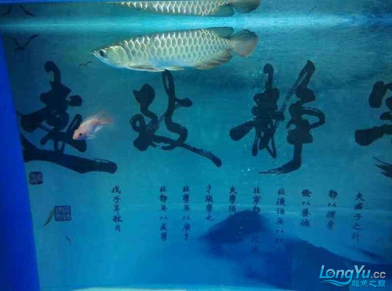 期待已久的空氣缸就快好了求鑒定 杰西卡恐龍魚 第4張