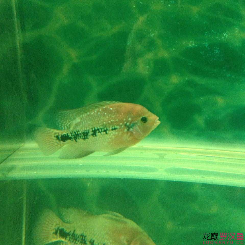 小幻彩更新 觀賞魚百科 第4張