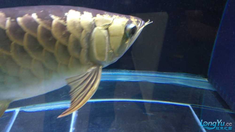 急金龍魚 觀賞魚百科 第4張