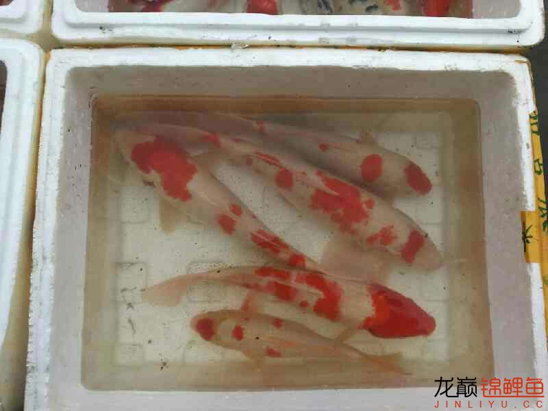 撈了點魚