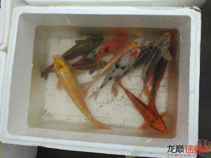 撈了點(diǎn)魚 名貴錦鯉魚 第8張