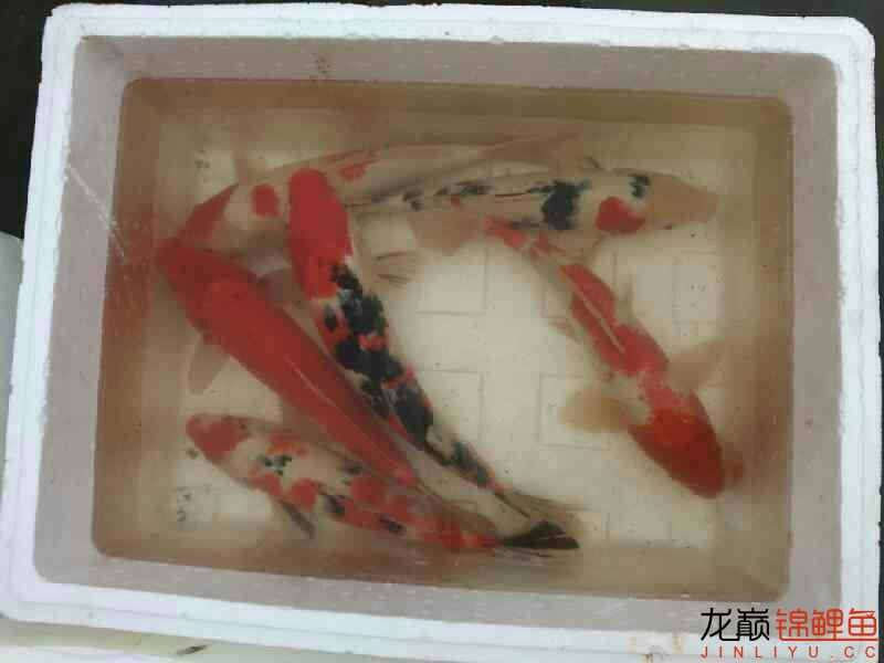 撈了點(diǎn)魚 名貴錦鯉魚 第7張