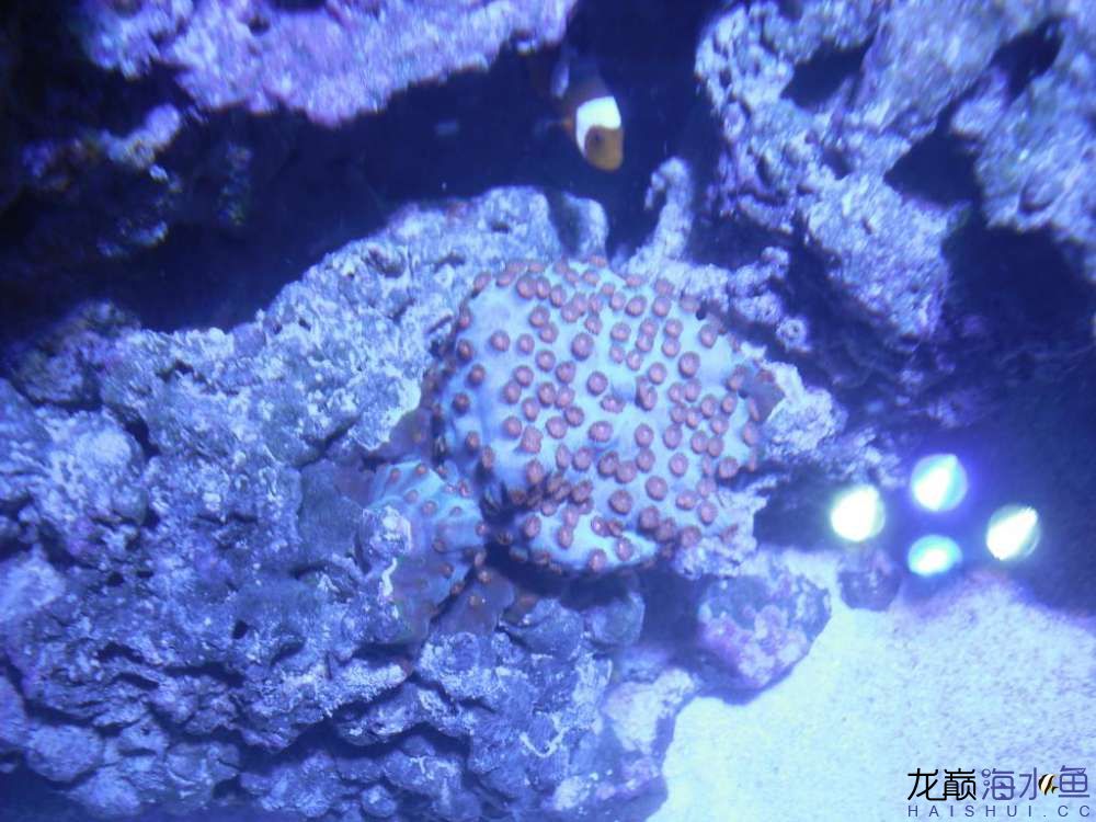 桌面小缸也出彩 泰龐海鰱魚 第4張