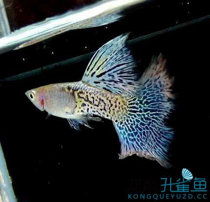 不錯吧 廣州水族器材濾材批發(fā)市場 第3張